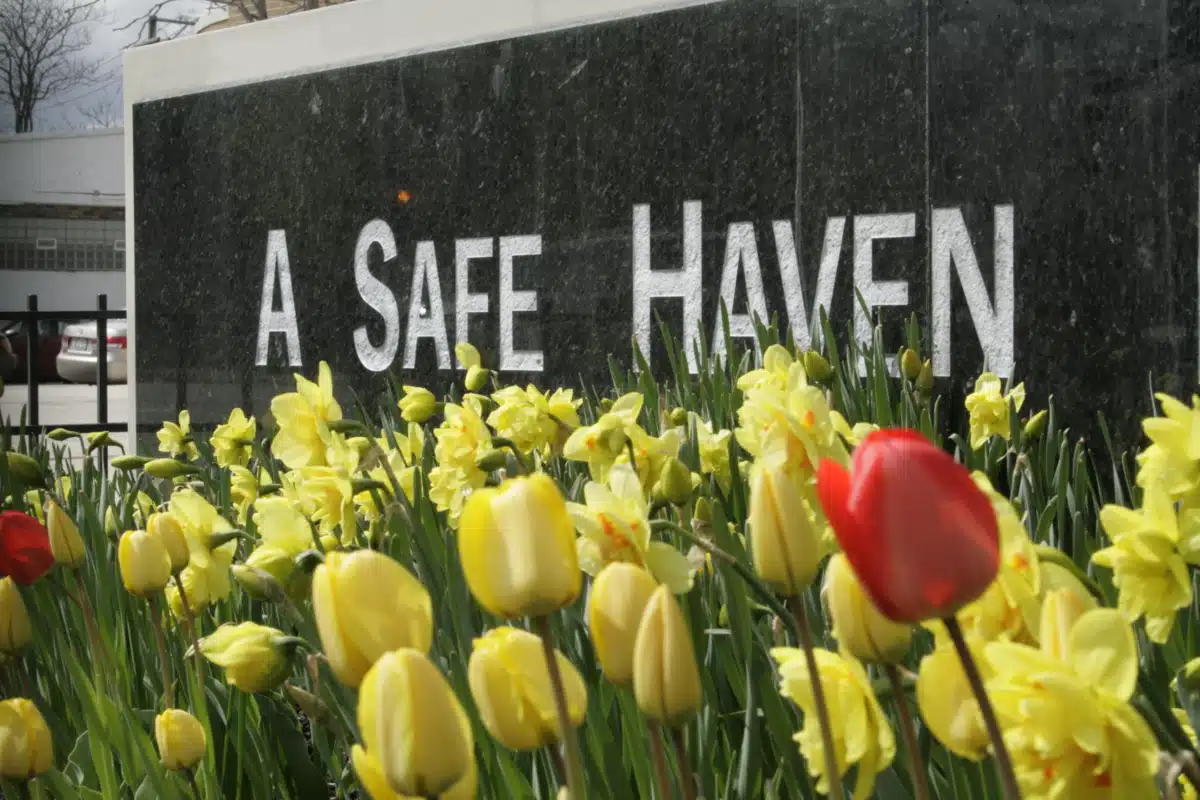 A Safe Haven - Thumbnail 5