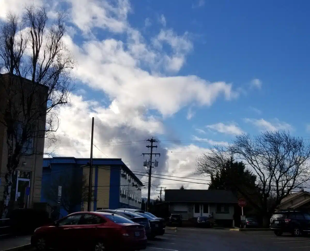 ADAPT MOTS only Madrone - Thumbnail 3