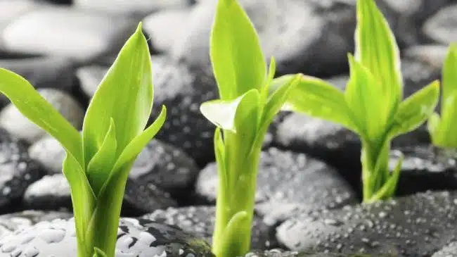 Anazao Community Partners