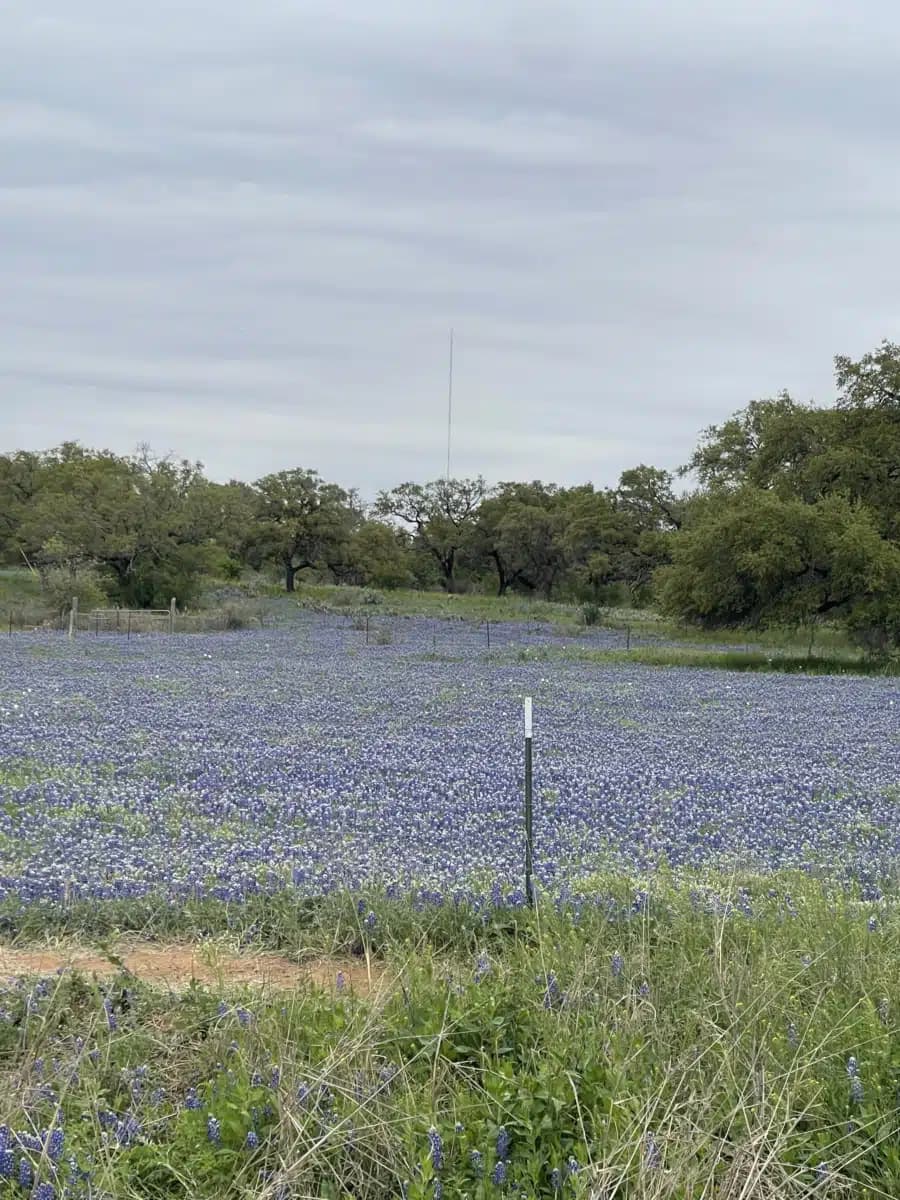 Bluebonnet Trails Community Services - Thumbnail 2