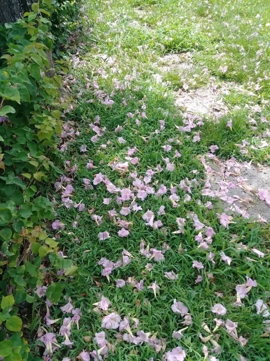 Catholic Charities of Miami - Thumbnail 4