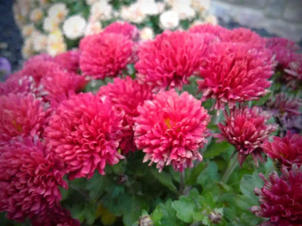 Community Service Foundation Inc - Thumbnail 5