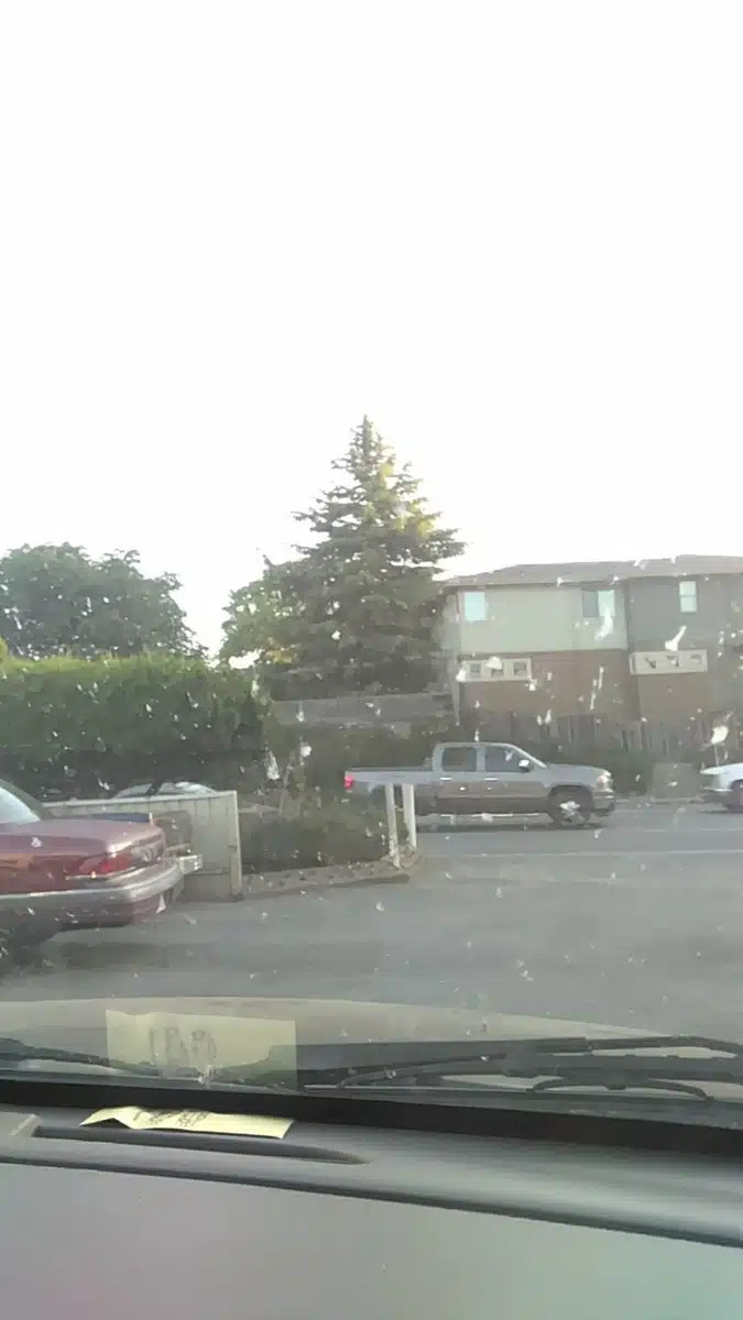 Janus South County - Thumbnail 2