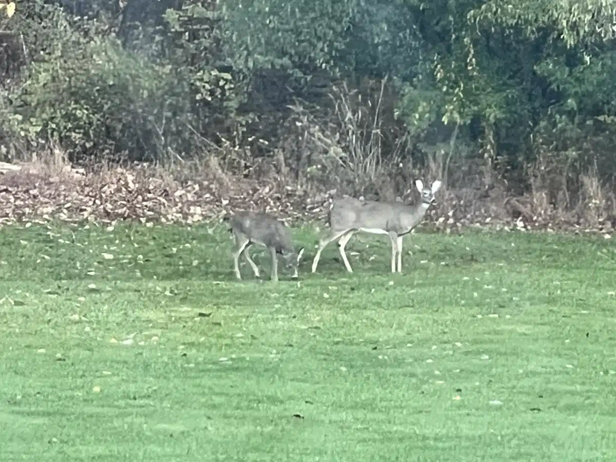 Little Hill - Thumbnail 7