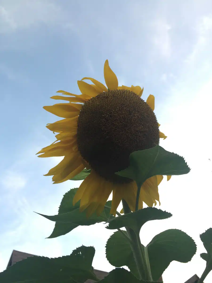 Meta House Inc - Thumbnail 8