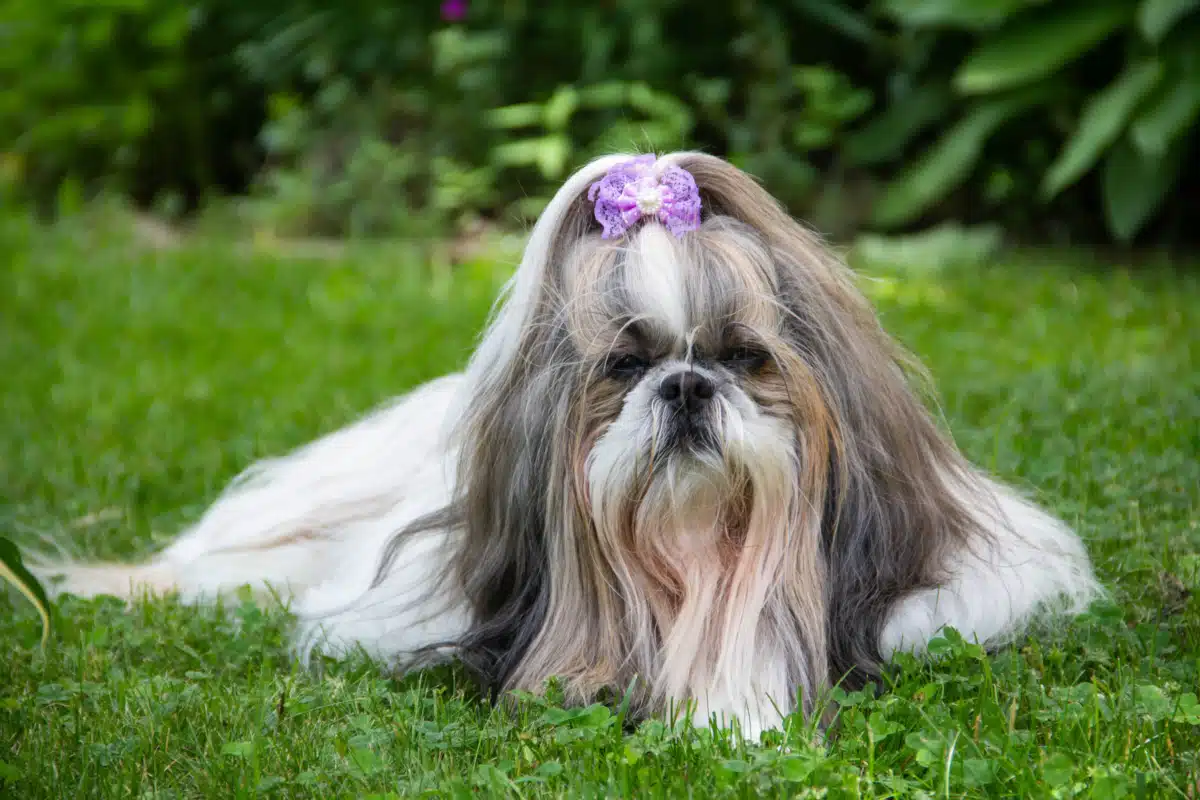 Tully Hill Corporation - Thumbnail 6