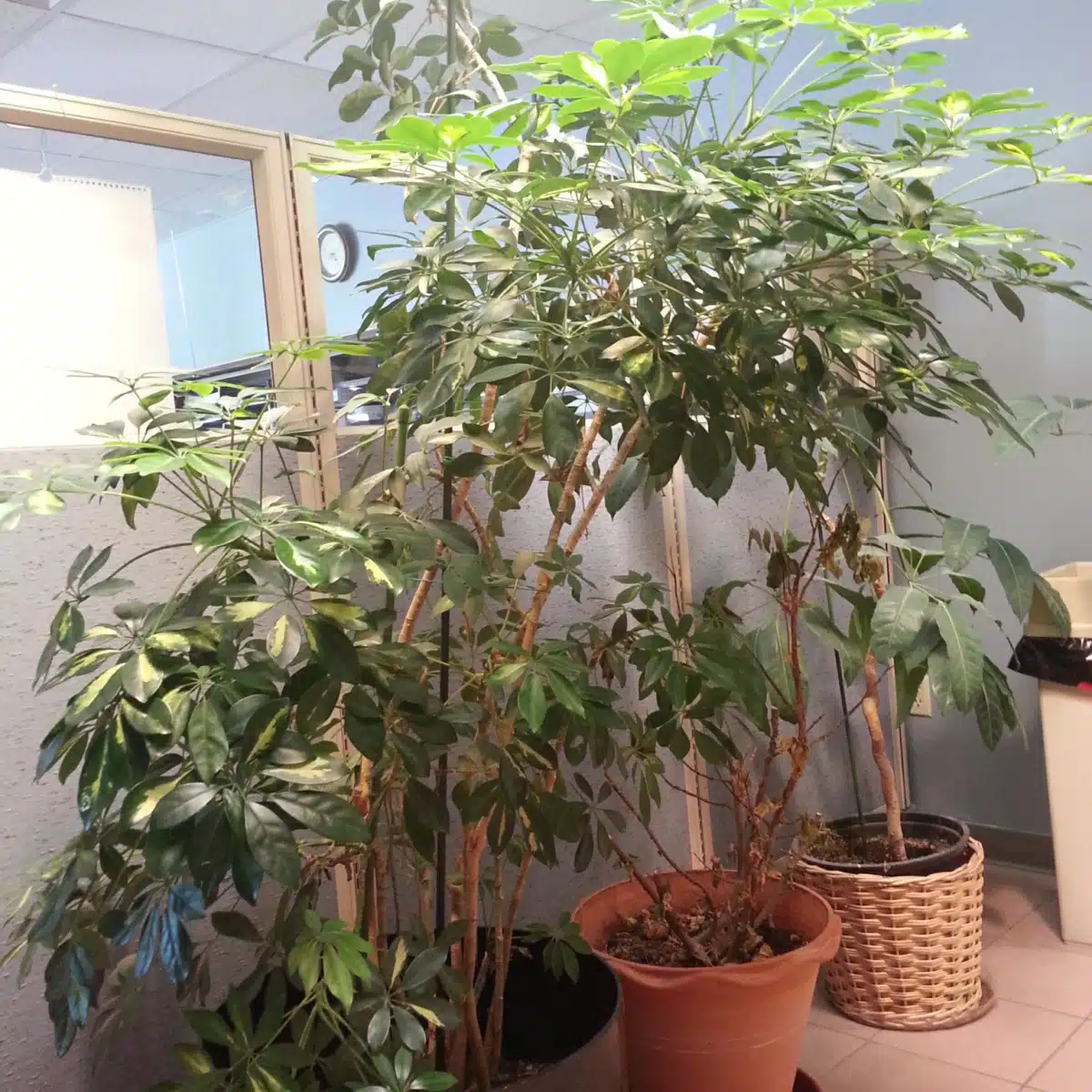 Catholic Social Services of